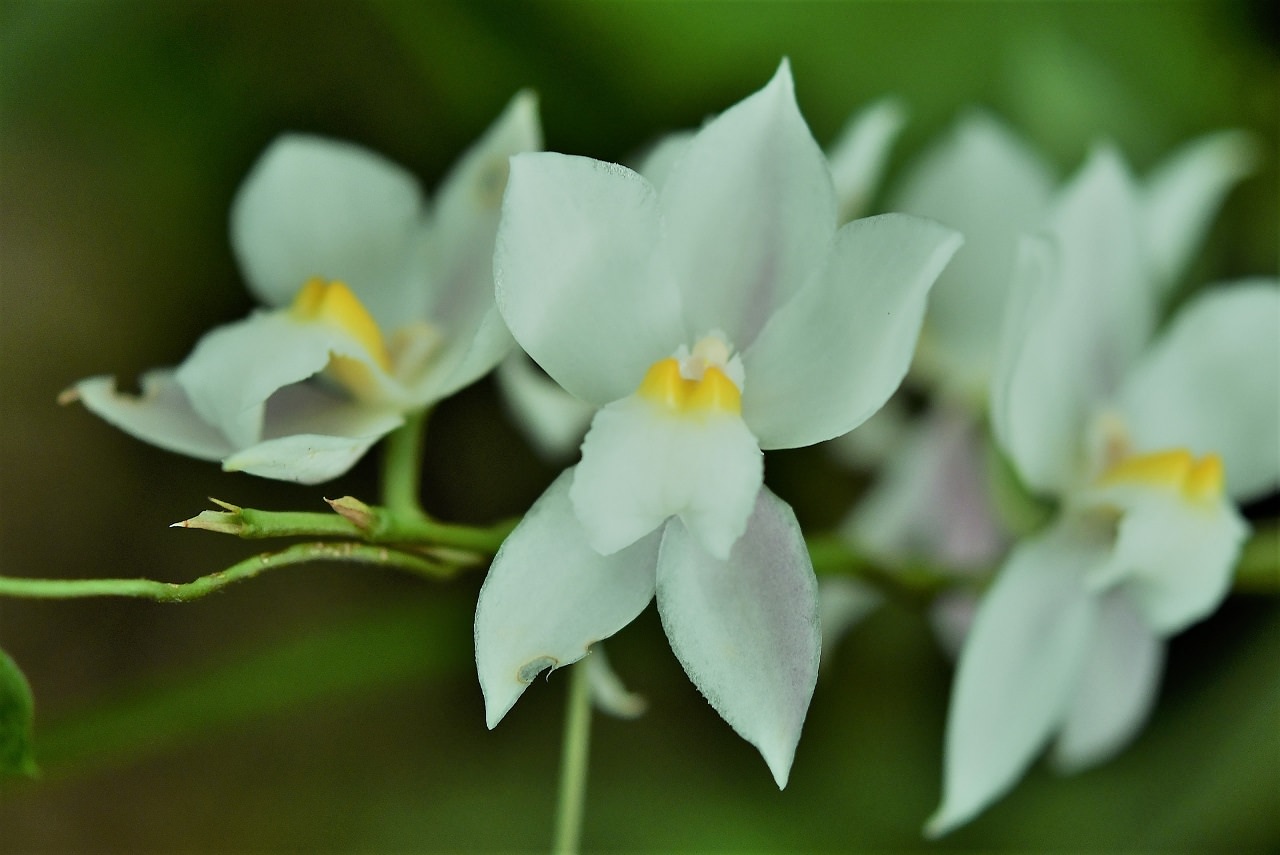 Osmoglossum pulchellum